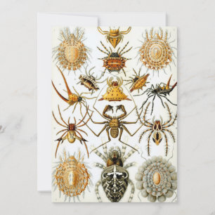 Vintage Spiders or Arachnids by Ernst Haeckel Invitation