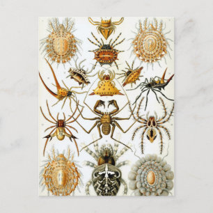 Vintage Spiders or Arachnids by Ernst Haeckel Postcard