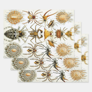 Vintage Spiders or Arachnids by Ernst Haeckel Wrapping Paper Sheet