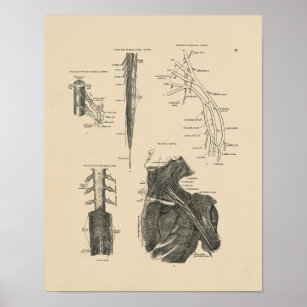 Vintage Spinal Nerves Anatomy 1880 Print