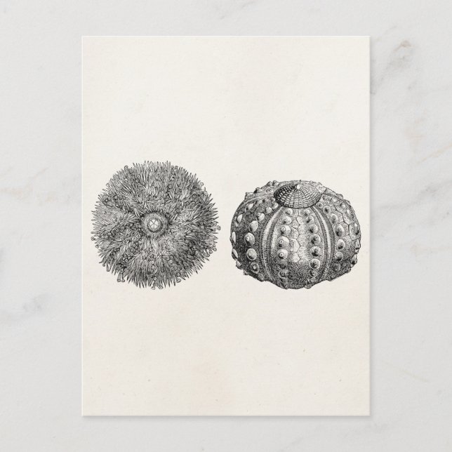 Vintage Spiny Sea Urchin Antique Template Postcard (Front)
