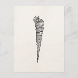 Vintage Spiral Seashell Antique Shells Parchment Postcard