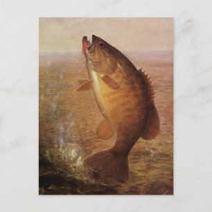 Vintage Sports Fishing, Largemouth Brown Bass Fish Postcard