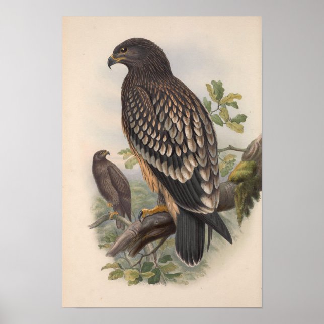 Vintage Spotted Eagle Bird Poster (Front)