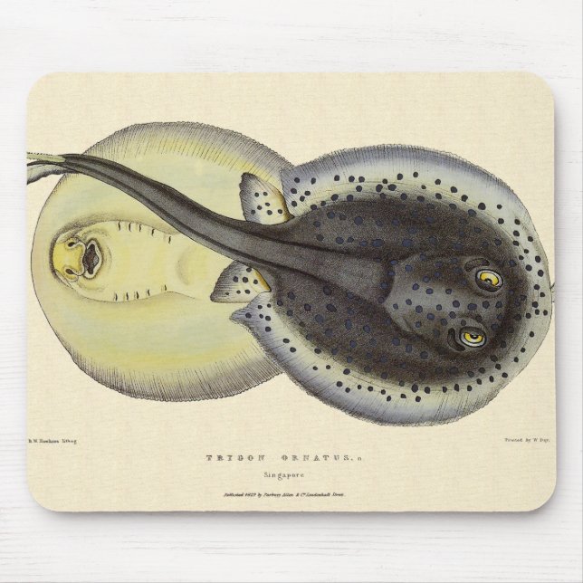 Vintage Spotted Stingrays, Marine Ocean Animals Mouse Mat (Front)