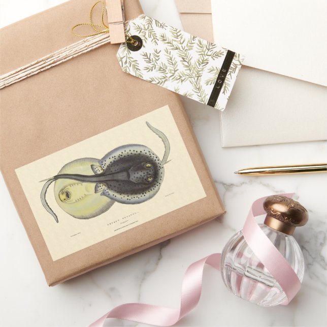 Vintage Spotted Stingrays, Marine Ocean Animals Rectangular Sticker (Gifting)