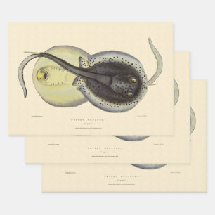 Vintage Spotted Stingrays, Marine Ocean Animals Wrapping Paper Sheet