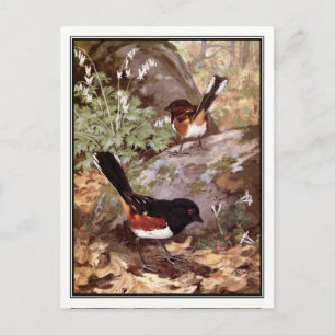 Vintage Spotted Towhee - Robert Bruce Horsfall Postcard