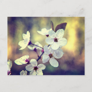Vintage Spring Blossom Postcard