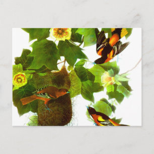 Vintage Spring Day Birds & Flowers Postcard