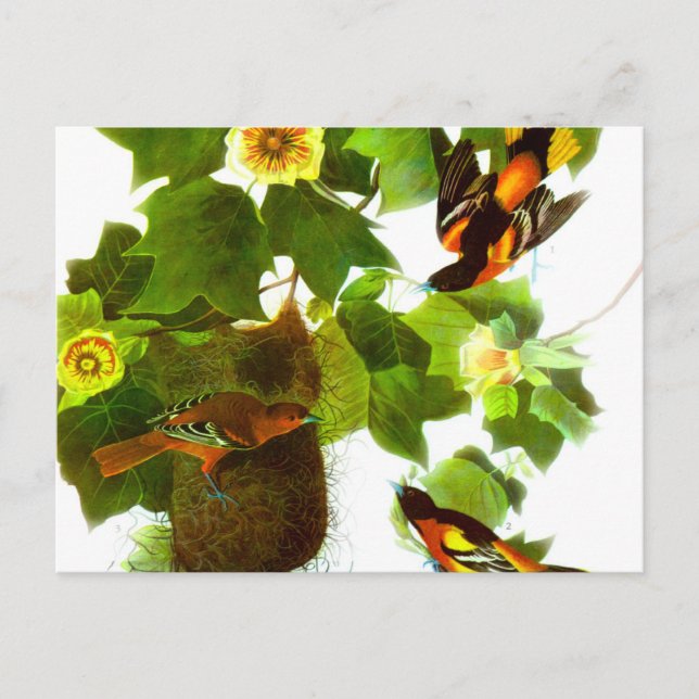 Vintage Spring Day Birds & Flowers Postcard (Front)