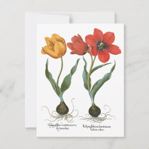 Vintage Spring Tulip Flowers by Basilius Besler