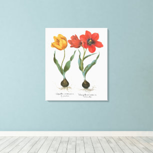 Vintage Spring Tulip Flowers by Basilius Besler Canvas Print