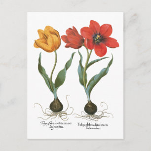 Vintage Spring Tulip Flowers by Basilius Besler Postcard