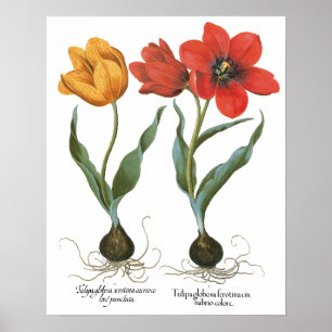 Vintage Spring Tulip Flowers by Basilius Besler Poster