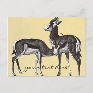 Vintage Springbok Postcard