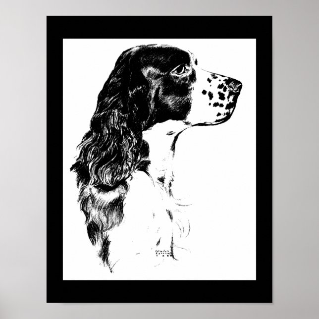 Vintage Springer Spaniel Dog Black And White Art  Poster (Front)
