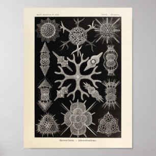 Vintage Spumellaria Ernst Haeckel Art Print