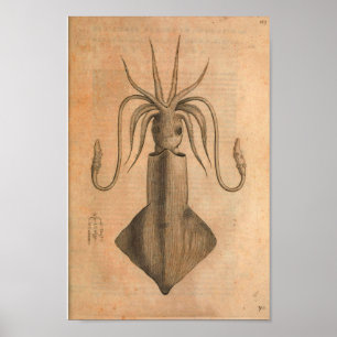 Vintage Squid Art Print Illustration Sea