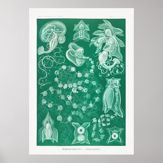 Vintage Squid Illustration Poster (Front)