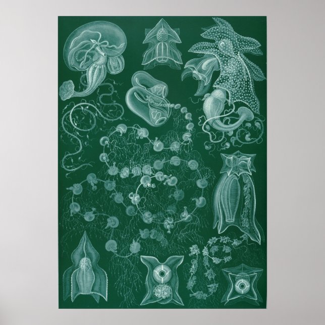 Vintage Squid Illustration Poster (Front)