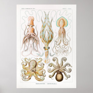 Vintage Squid/Octopus Illustration Poster