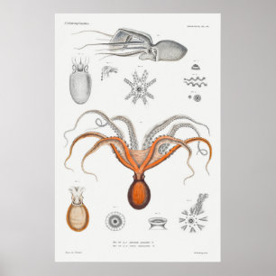 Vintage Squid/Octopus Illustration Poster