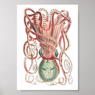 Vintage Squid/Octopus Illustration Poster
