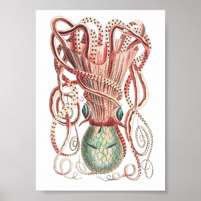 Vintage Squid/Octopus Illustration Poster (Front)