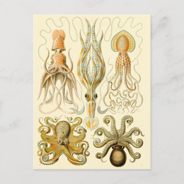 Vintage Squid/Octopus  Postcard (Front)