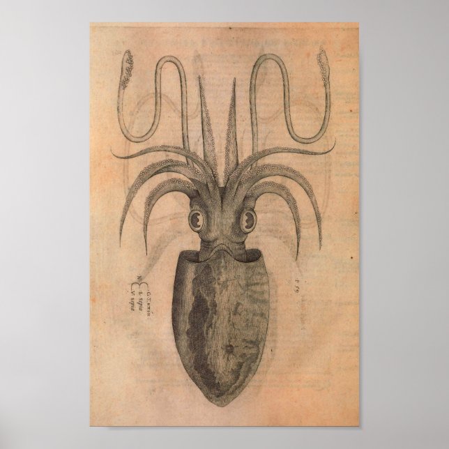 Vintage Squid Print Sea Life Illustration (Front)