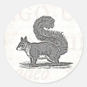 Vintage Squirrel Illustration - 1800's Squirrels Classic Round Sticker