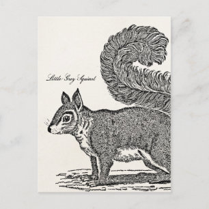 Vintage Squirrel Illustration - 1800's Squirrels Postcard