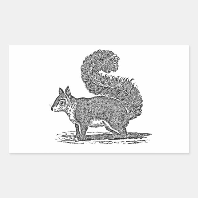 Vintage Squirrel Illustration - 1800's Squirrels Rectangular Sticker (Front)