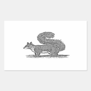 Vintage Squirrel Illustration - 1800's Squirrels Rectangular Sticker