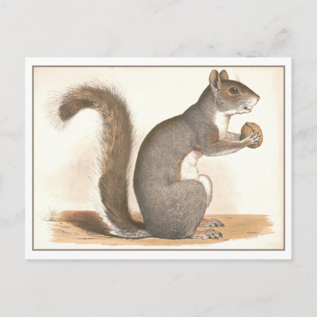 Vintage Squirrel Illustration Postcard (Front)