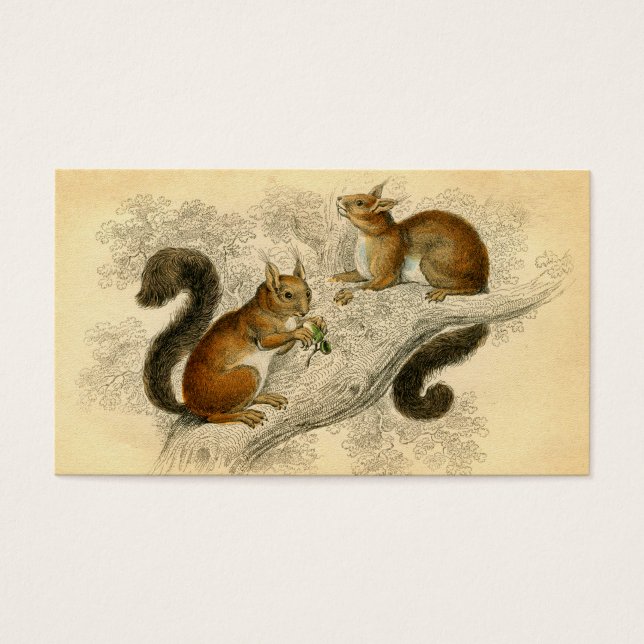 Vintage Squirrel Print (Front)