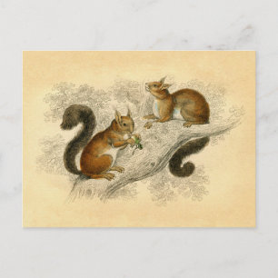 Vintage Squirrel Print Postcard
