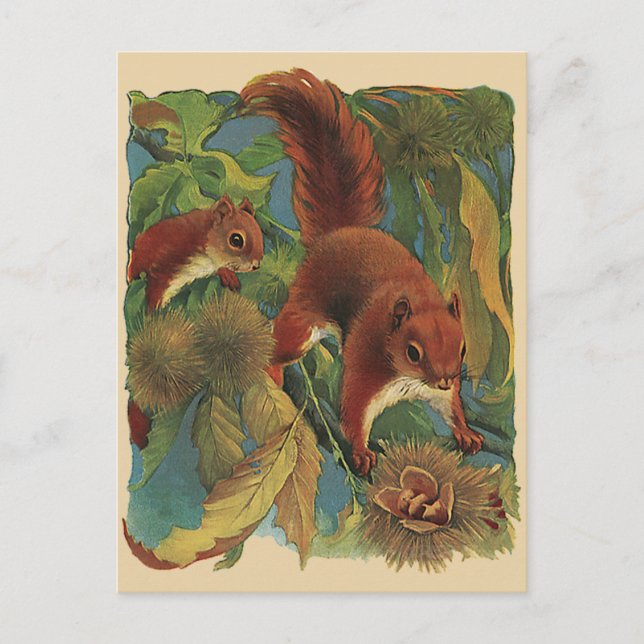 Vintage Squirrels, Forest Creatures, Wild Animals Postcard (Front)
