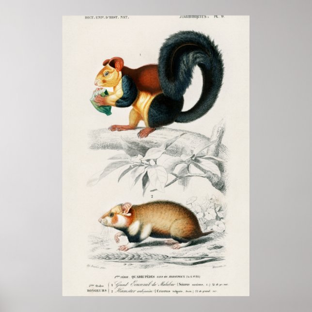 Vintage Squirrels Illustration Poster (Front)