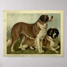 Vintage St Bernard Dogs Illustration