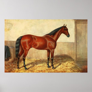 Vintage Stabled Horse Illustration (1905) Poster