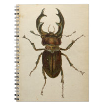Vintage Stag Beetle Colour Illustration Notepad /