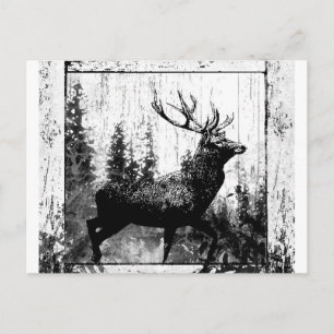 Vintage Stag Deer Black White Animal Postcard