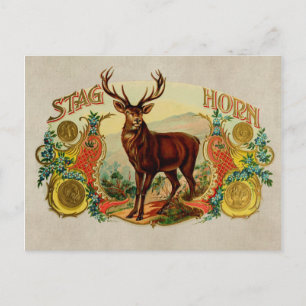 Vintage Stag Horn Postcard