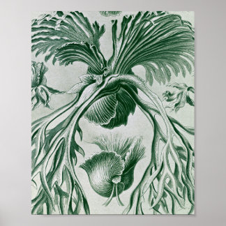 Vintage Staghorn Ferns Botanical Illustration Poster