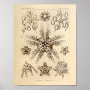 Vintage Star Fish Colour Ernst Haeckel Print