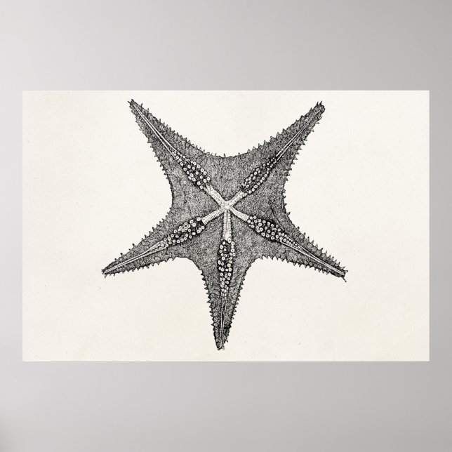 Vintage Starfish Antique Star Fish Template Poster (Front)