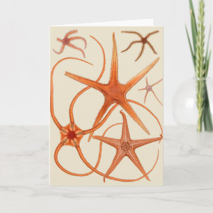 Vintage Starfish Illustration Card