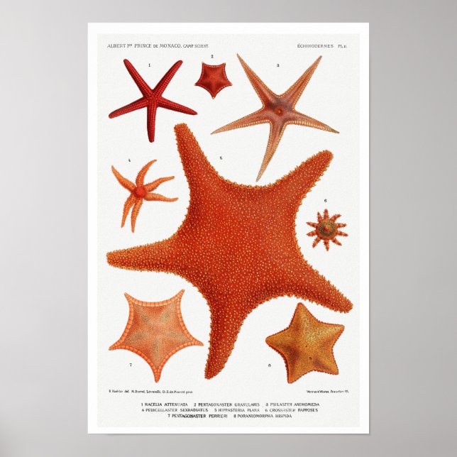 VINTAGE STARFISH ILLUSTRATION POSTER (Front)